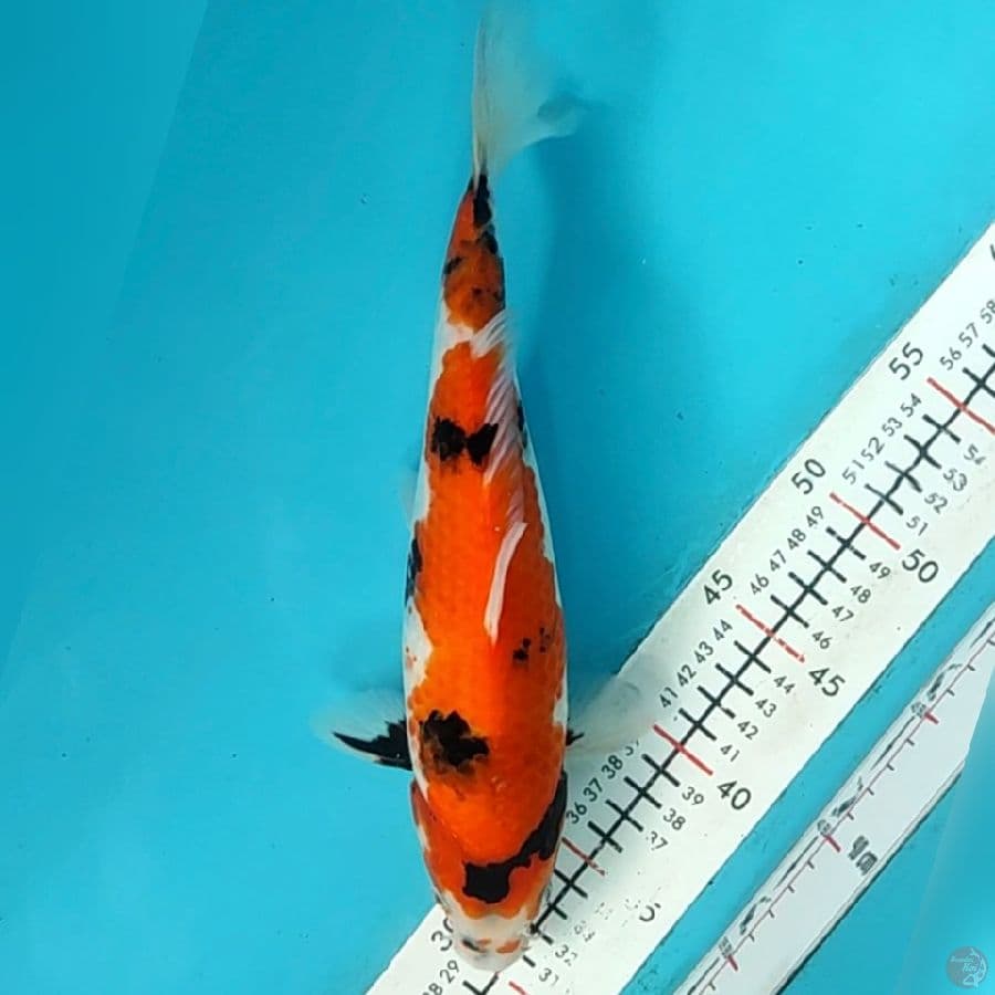 showa 30cm