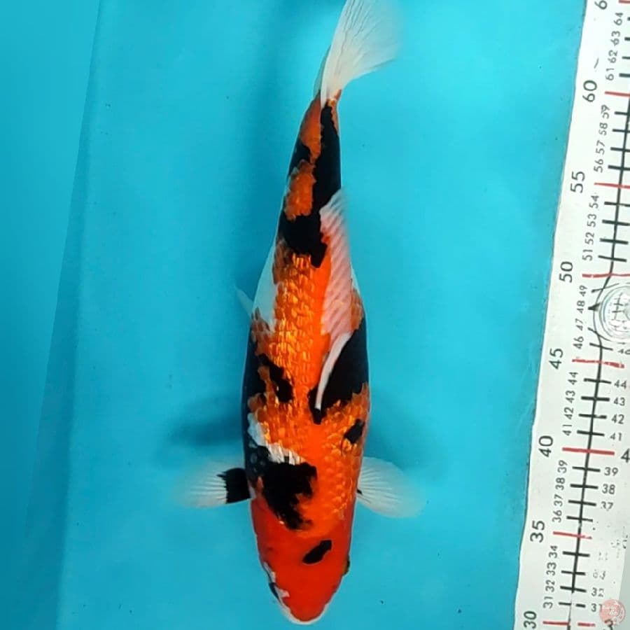 showa ginrin 33cm/f