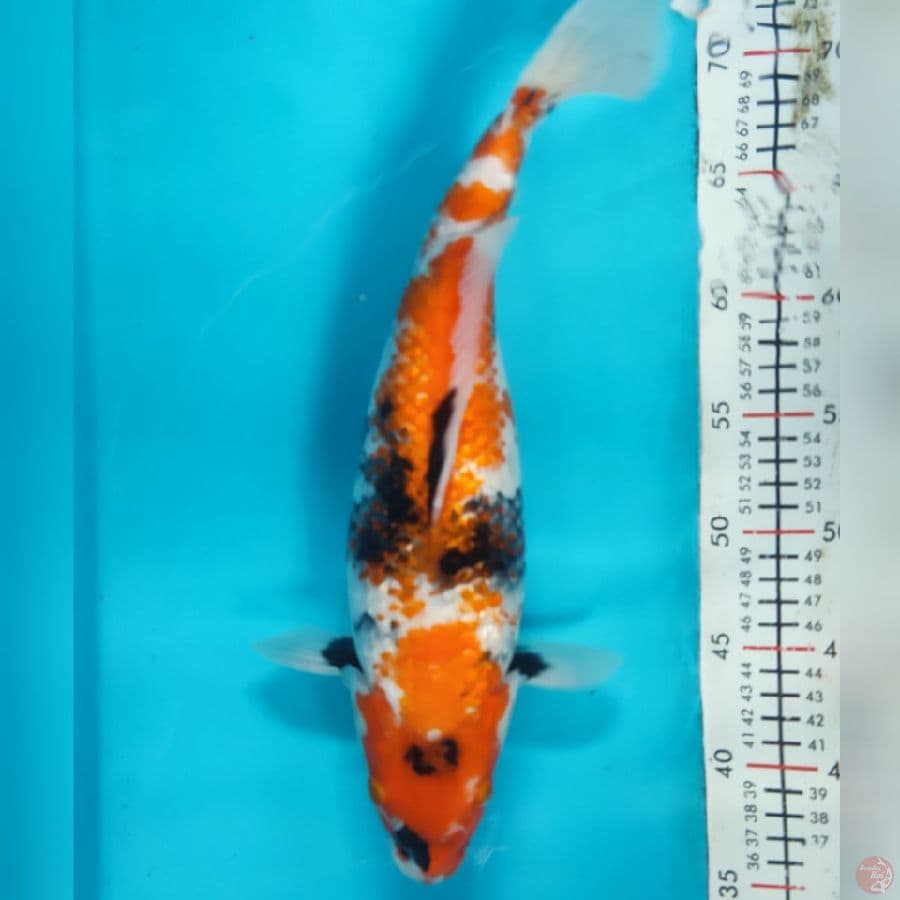 showa ginrin 37cm/f