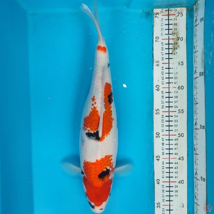 showa 40cm/f