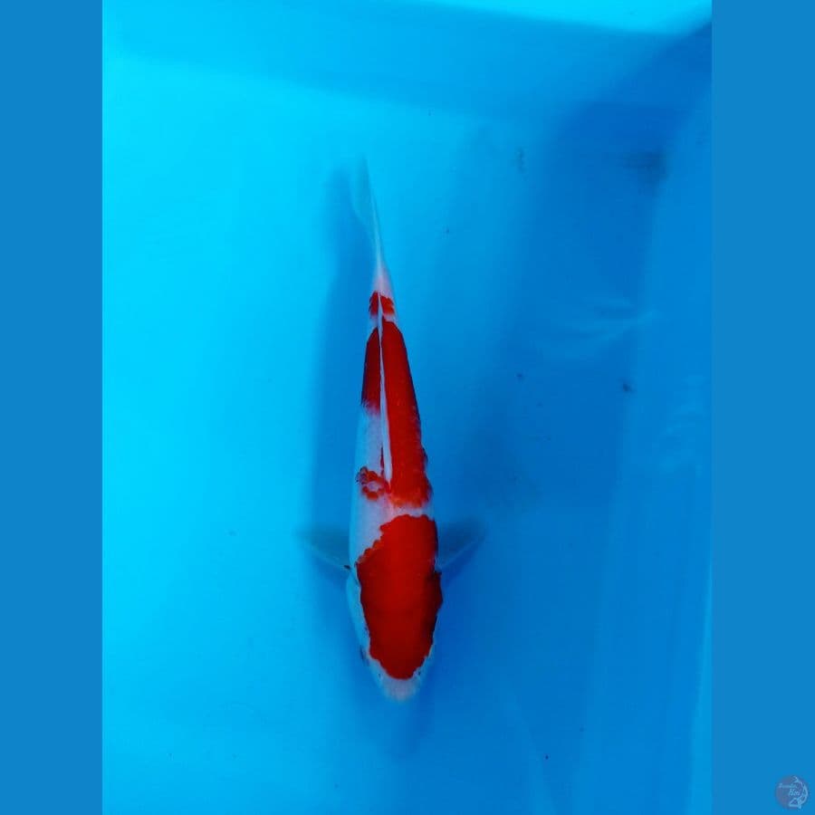 KOHAKU HQ 24 CM