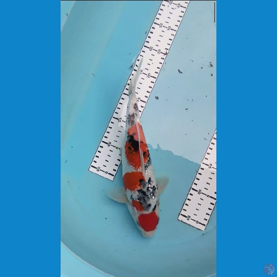 Maruten sanke 31 cm ginrin