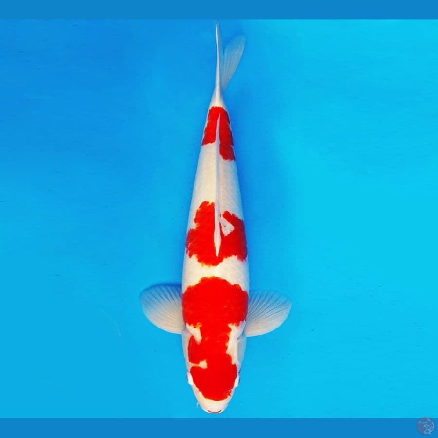 SAPPORO 1 - KOHAKU INDUKAN 57 cm/fm ®