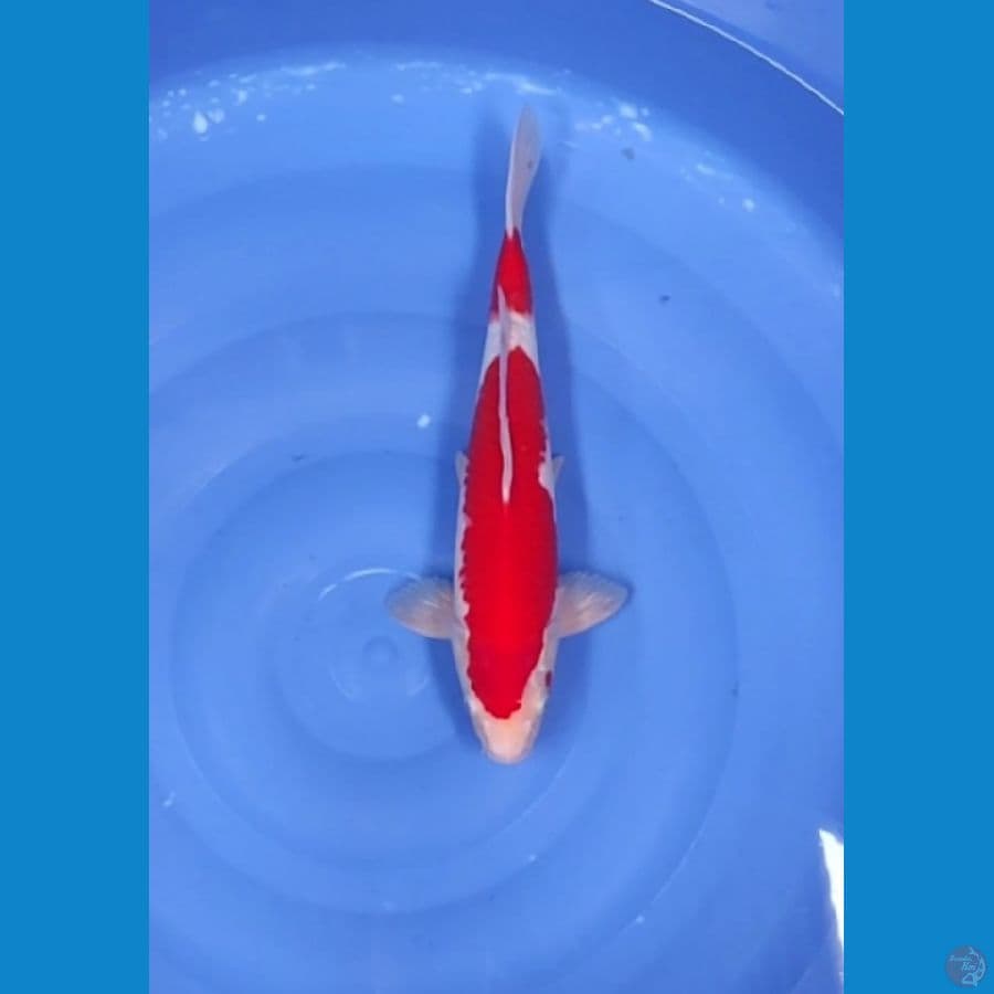 37 CM ~ KOHAKU STEP 2