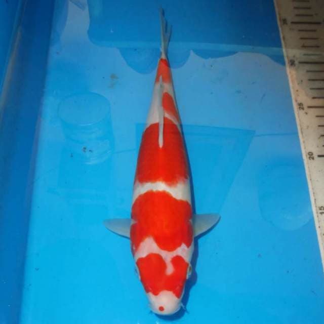 KOHAKU 