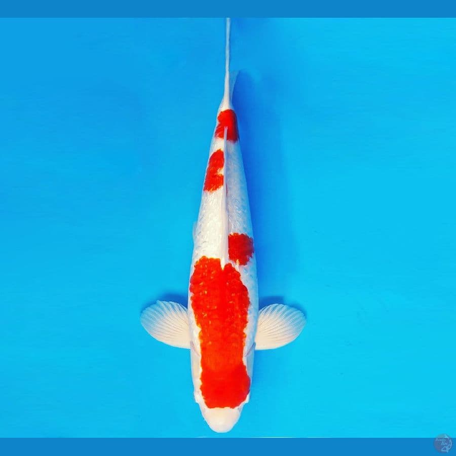 SAPPORO 2 - KOHAKU GIN RIN INDUKAN 55 cm/fm ®