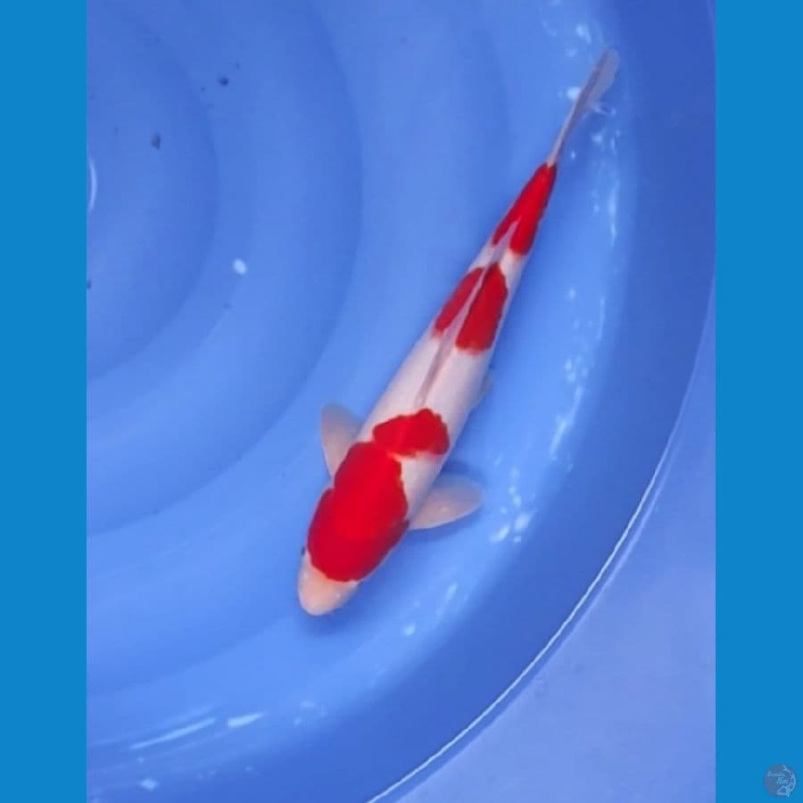 35 CM ~ KOHAKU CEPLOK