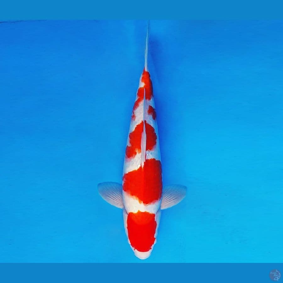 SAPPORO 5 - KOHAKU 35 cm/male ®
