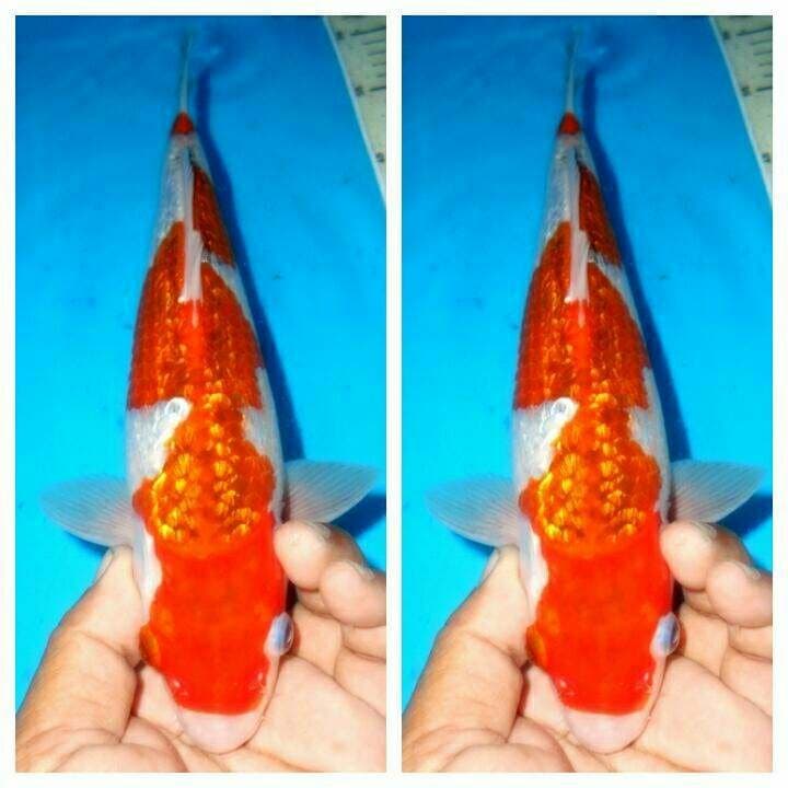 Baby goshiki ginrin f1 male. 