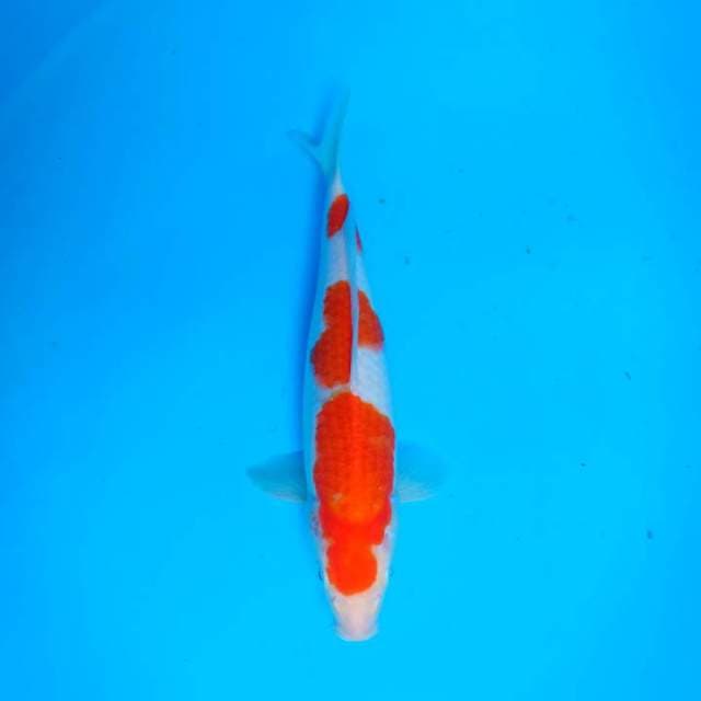 Kohaku