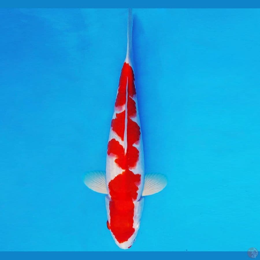 SAPPORO 7 - KOHAKU 34 cm/male ®