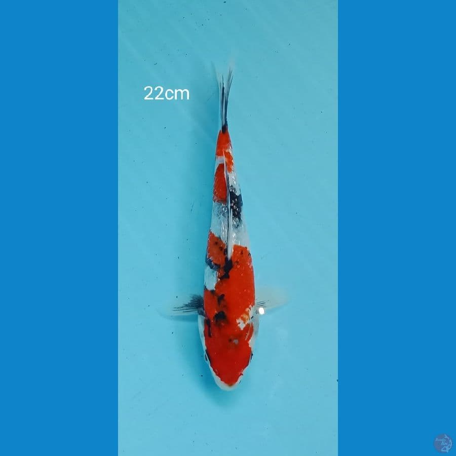 showa ginrin 22cm