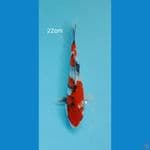 showa ginrin 22cm