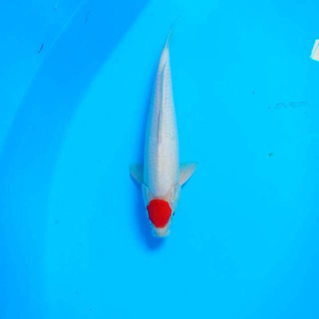 Tancho Kohaku