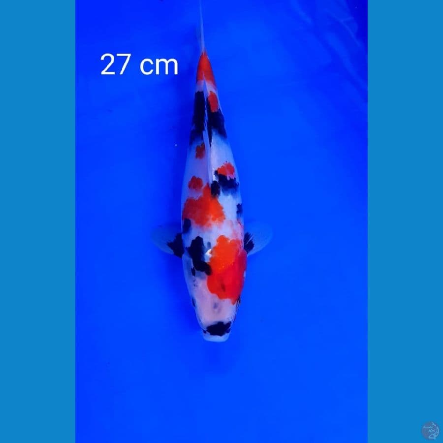 Kindai showa 27 cm