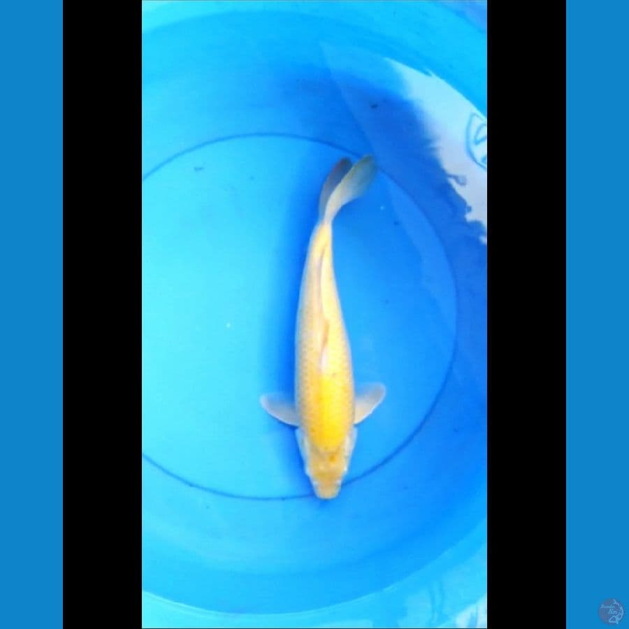Karashi 33 cm