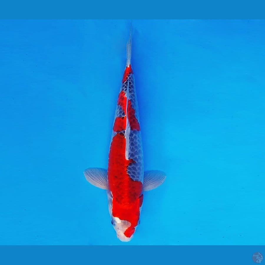 SAPPORO 13 - GOSHIKI 32 cm/fm ®
