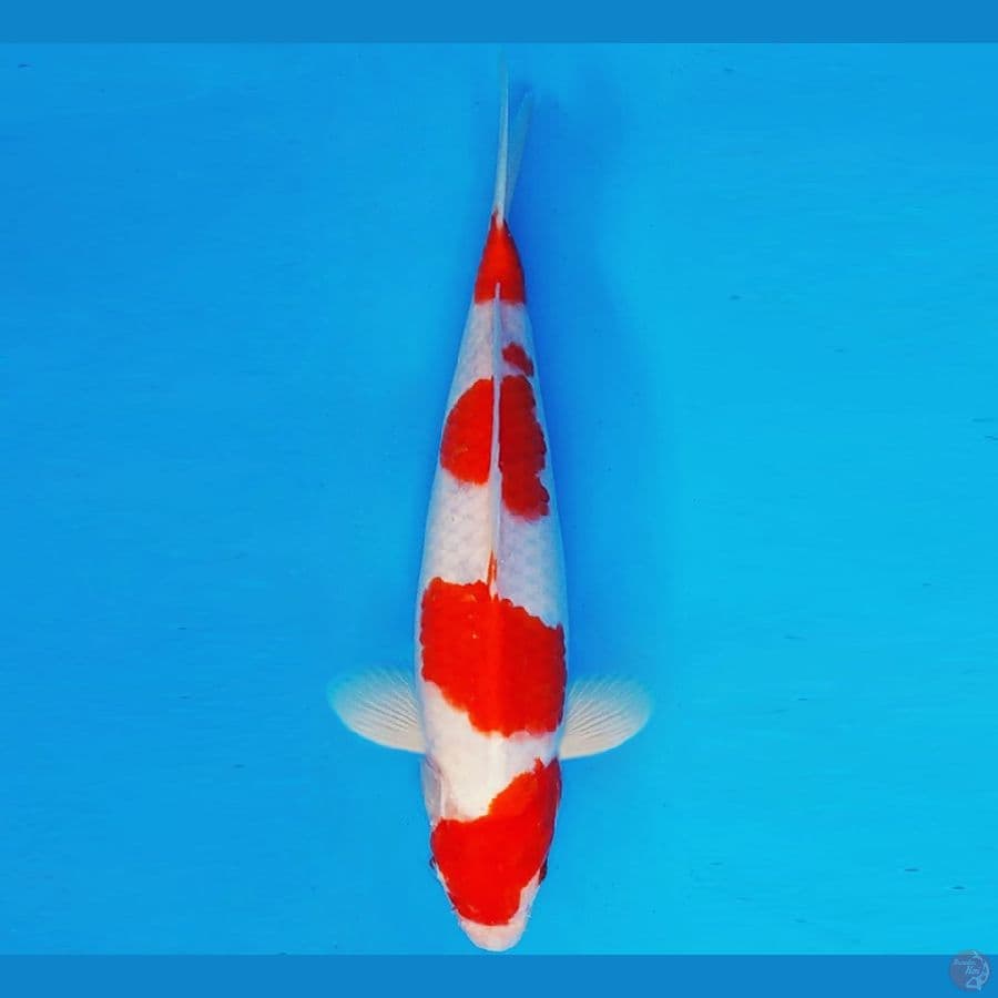 SAPPORO 14 - KOHAKU 30 cm/male ®