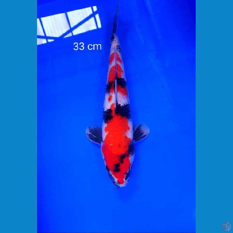 showa 33 cm
