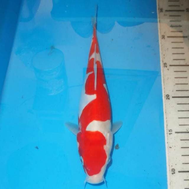 INAZUMA KOHAKU ZIKZAK