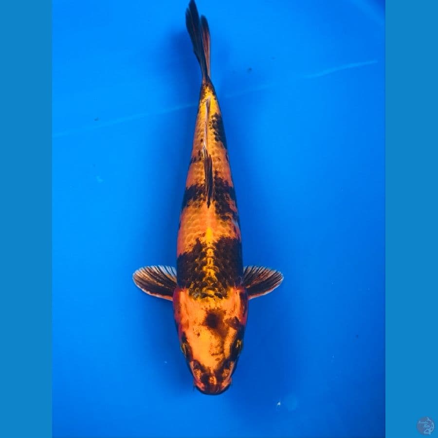 hikari utsurimono 24cm