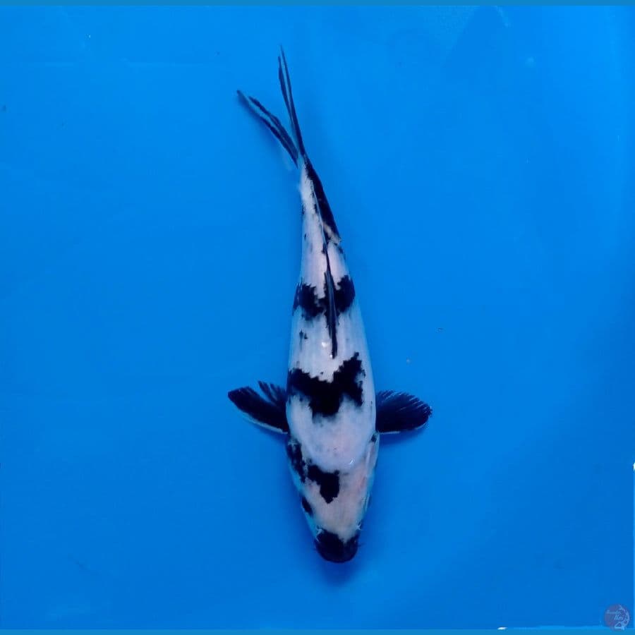 shiro 19 cm