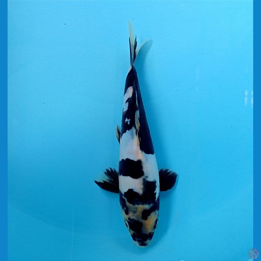shiro doit 18 cm