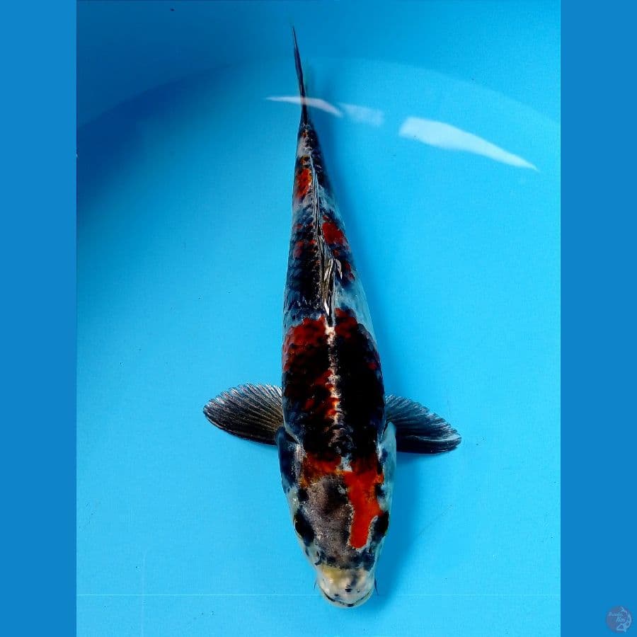 showa hikari 22 cm