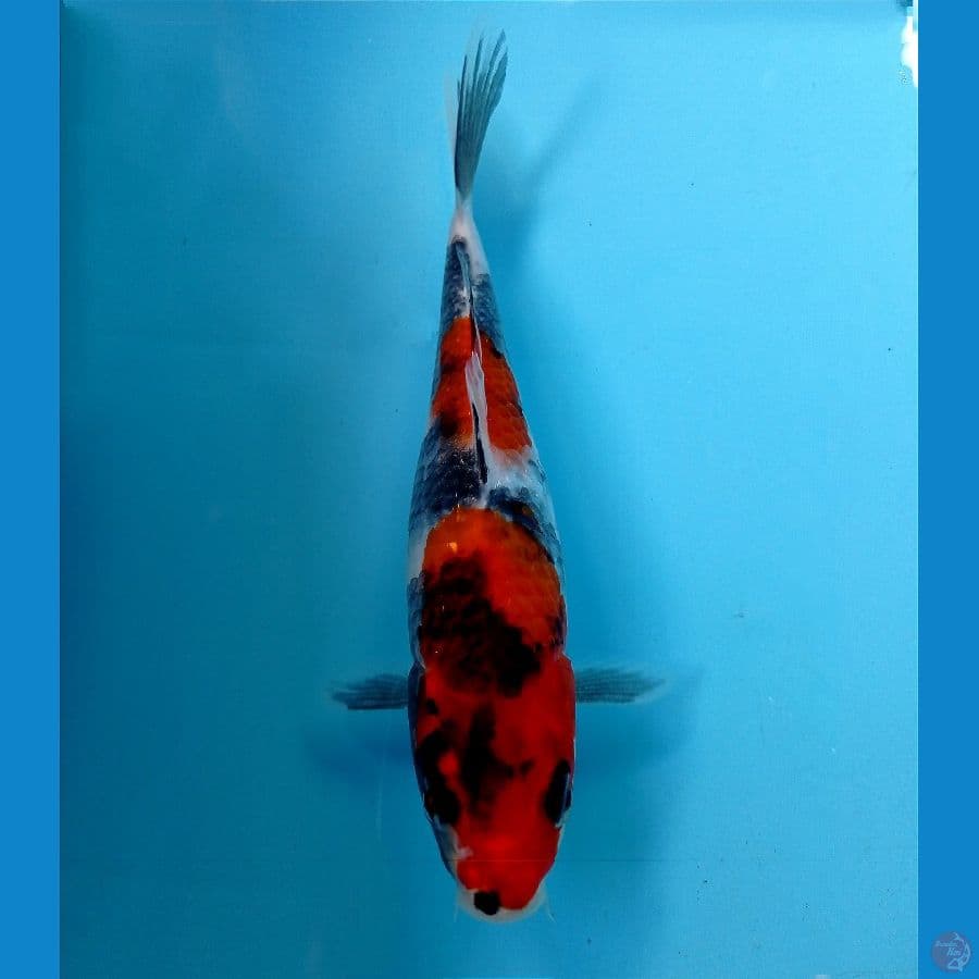 showa 18 cm