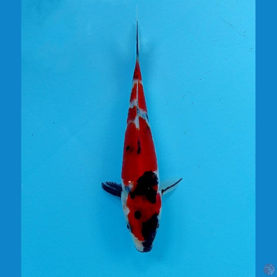 showa 16 cm