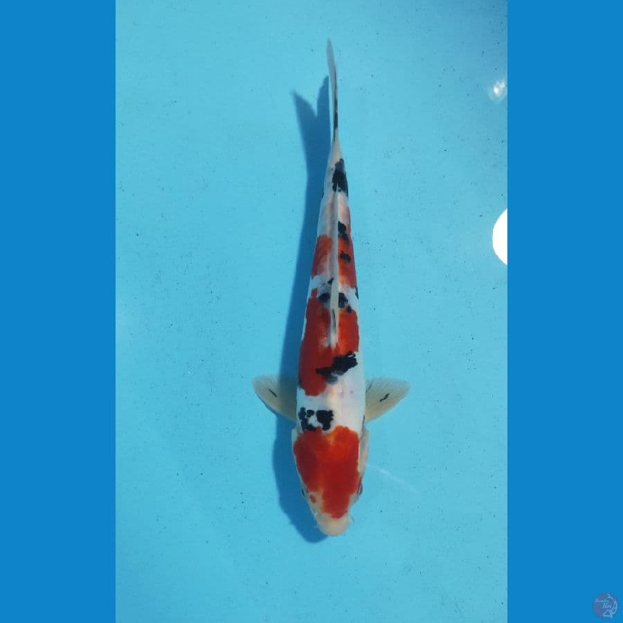 SANKE DOIT ORI 30CM MALE
