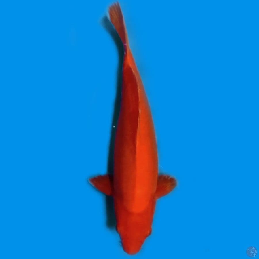 F36