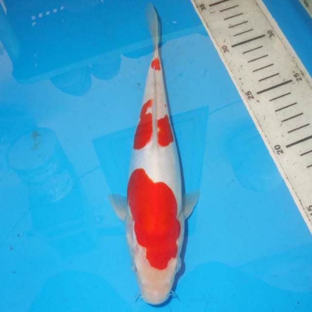 3 STEP KOHAKU MULUS
