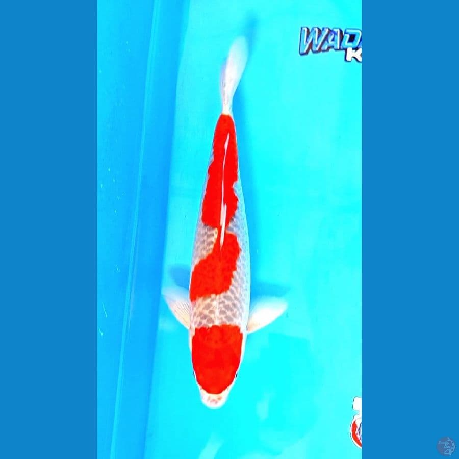 Ghosiki Racing-  40cm
