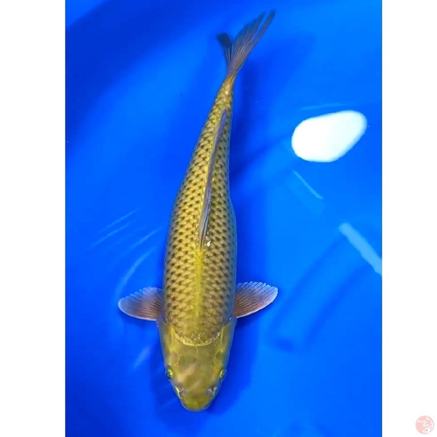 AKF JUMBO MIDORI 45cm