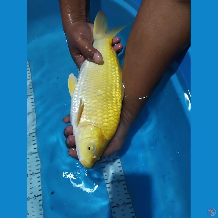 karasi