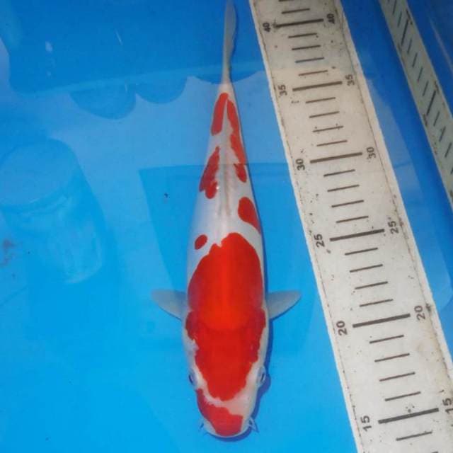 TOTOL-TOTOL KOHAKU CANTIK