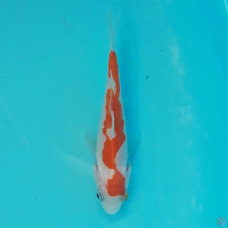 Minon Doitsu Kohaku HQ 10cm