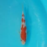 Minion Kohaku 13cm