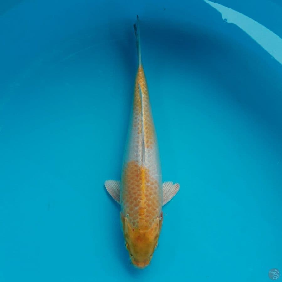 Hariwake 30cm