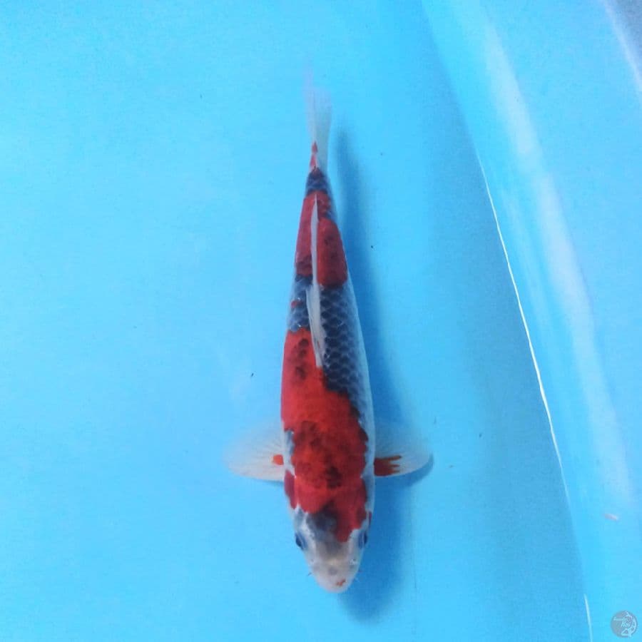 Goshiki 30 cm