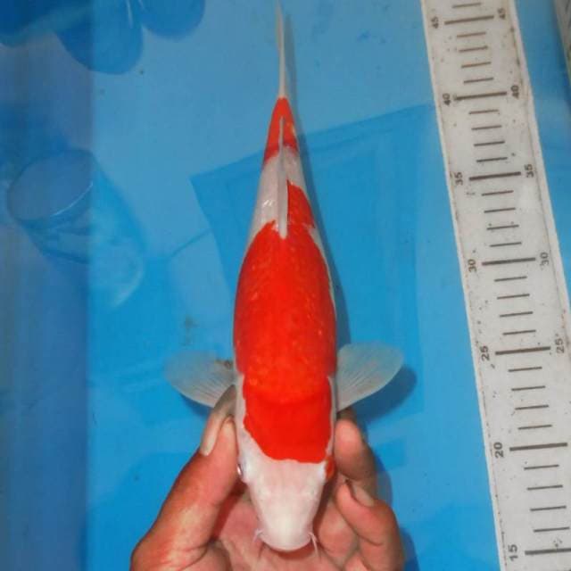 KOHAKU KINGINRIN