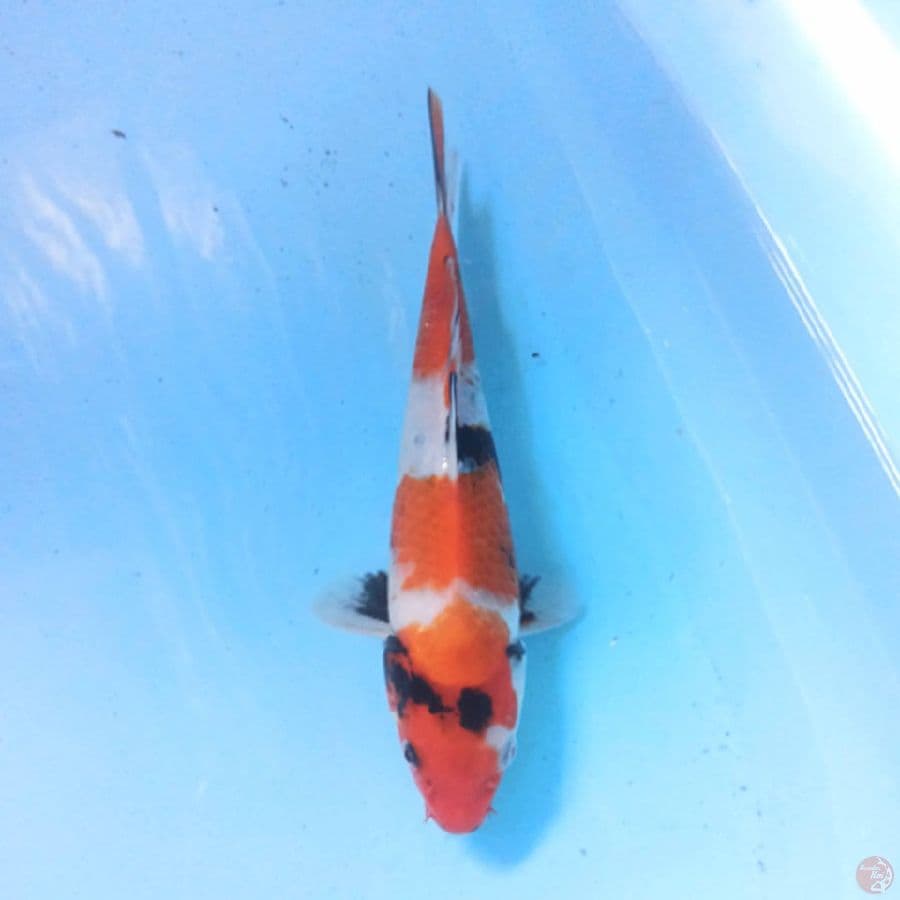Showa 24 cm