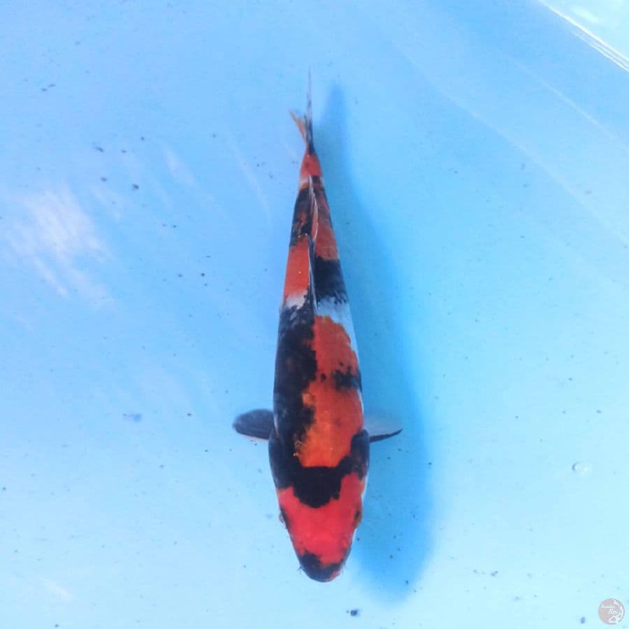 Showa 24 cm
