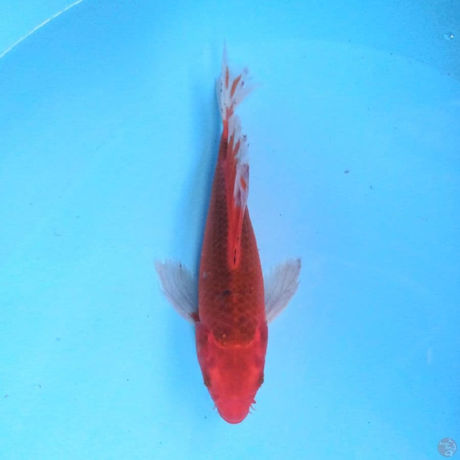 Aka Matsuba 26 cm