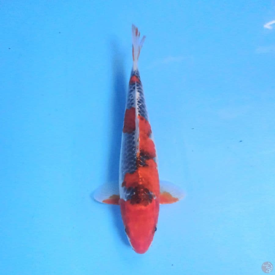 Goshiki 27 cm
