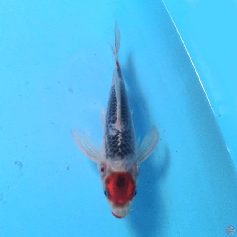Tancho Goshiki 22 cm