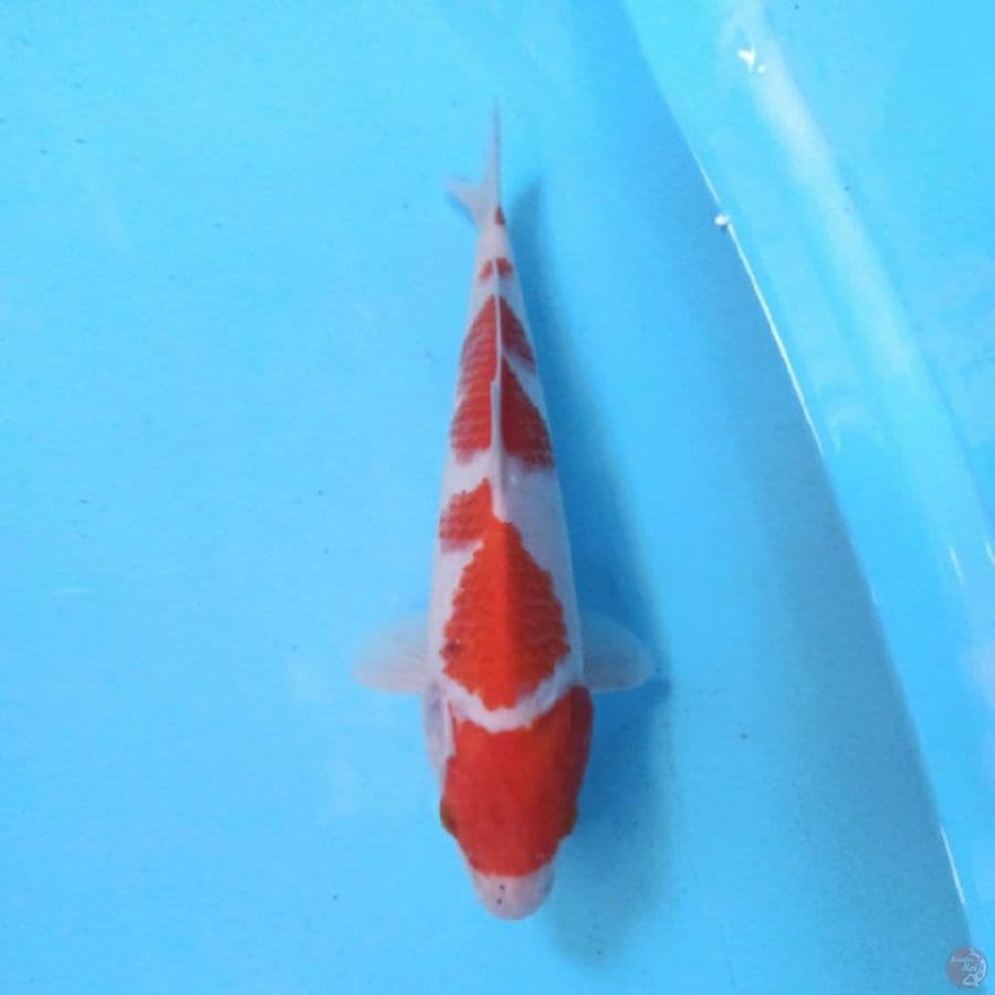 Kohaku 30 cm