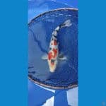 showa 24cm