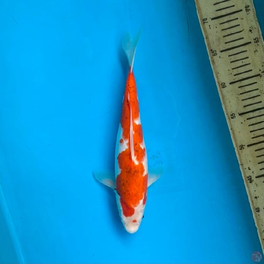 ai koromo F 30cm